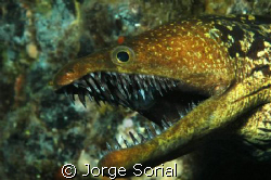 Pico Pato or Bogavante eel, similar to a moray eel, altho... by Jorge Sorial 